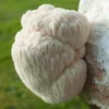 Buy Lion's Mane Mushroom Online.